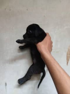 Labrador retriever puppies look for new home