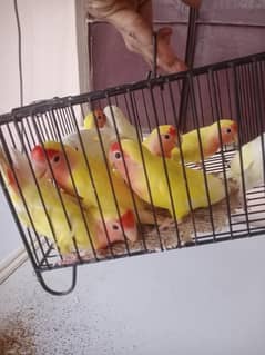 lotino
