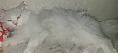 Persian Male Cat