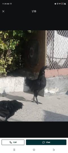 ayam cemani