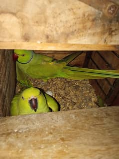 confirm breeder pair