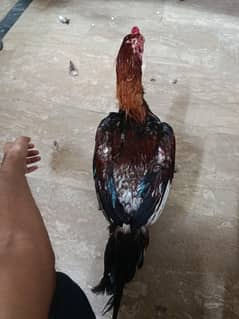 Mianwali