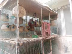 budgies for sale with cage
