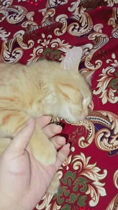 persian