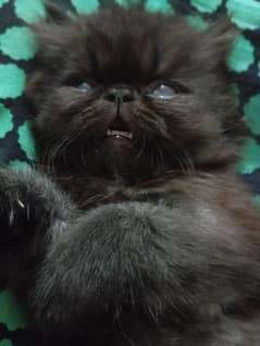 Persian
