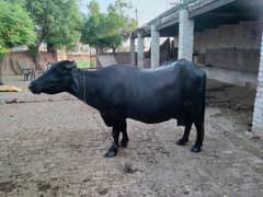 3rd timer buffalo for sell. . .