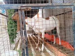 bakri with female kid