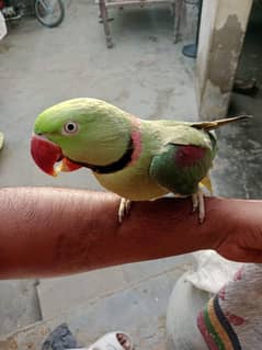 Male