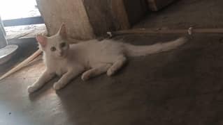 Persian kittens