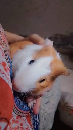 hamster pair