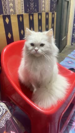 Percian cat