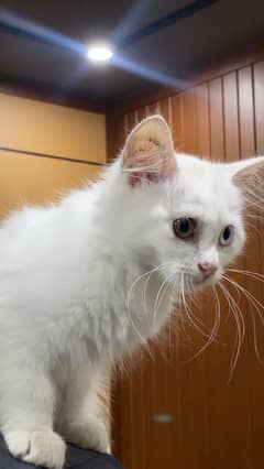 Persian