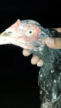 kurak murge egg Bacho ke grante