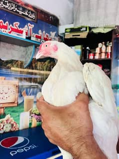 aseel Heera breeder