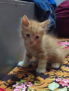 kitten 4 sale