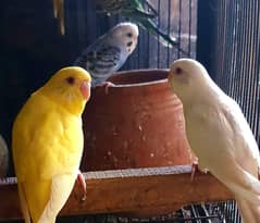 Budgies parrot red eyes black eyes mixx 16 piece +923341928294