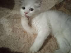 persian cat