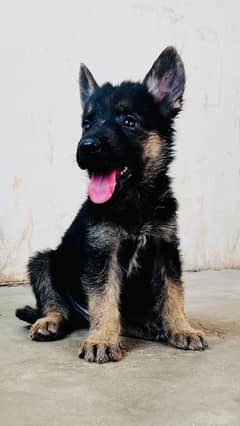 German