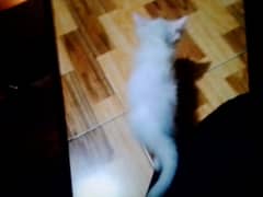 Persian kittens father vaccinated full healthy playing kittens