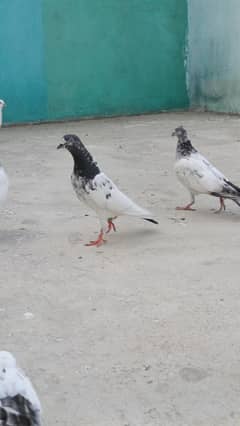 Wehshi Breeder Pigeons