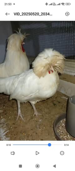 fancy hens/polish/heavy buff/bantam (03061340234)
