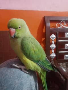 it's a best parrot for home
