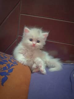 Persian cat for sale