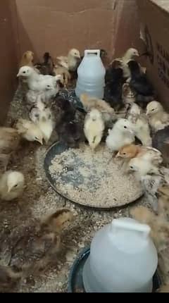 age one month and 2 month  active chicks