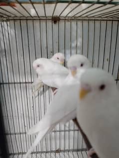 elbino red eyes pairs with cage