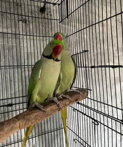 Kashmiri Raw Parrot Breader Pair