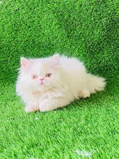 Persian