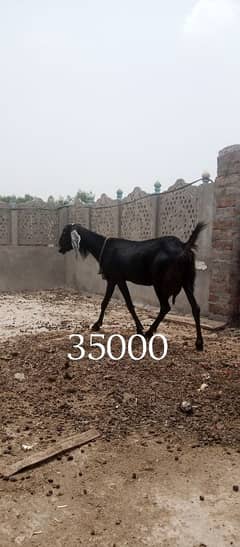 2 betal goats for sale