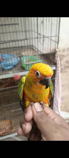 conure