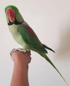 kashmiri Raw Parrot Full Hand Team