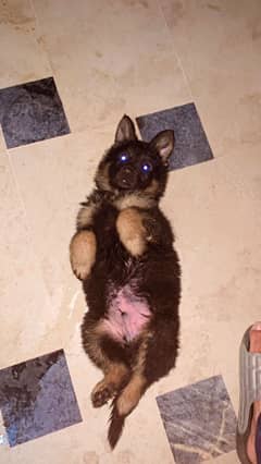 German shepards pups up for sale.