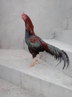 sale urgent