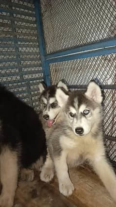 odd eyes Husky puppy