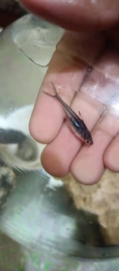 Blue Linner Shark