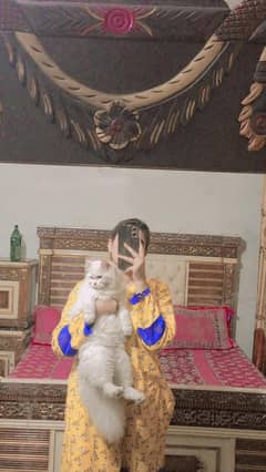 Persian cat