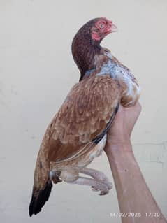 high quality aseel  females for sale