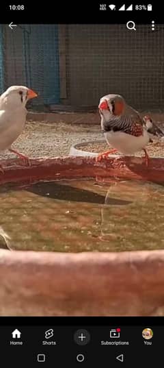 zabra finch available