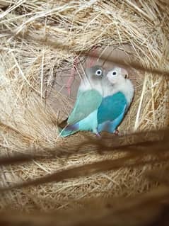 breeder pair