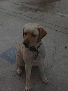 Labrador female