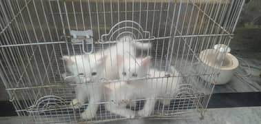 long coat Persian female kitten