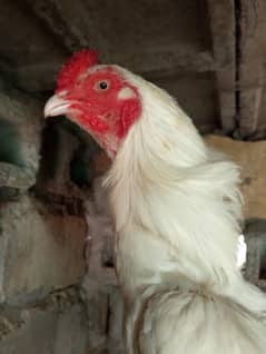 heera