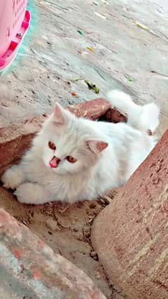 Persian cat for sale