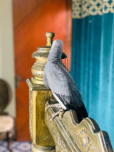 Grey parrot / full taimed / 03332316375