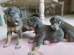 Doberman female puppy