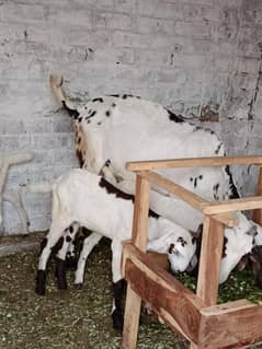 betal bakri with 2 baby