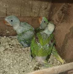Kashmiri Raw Chicks